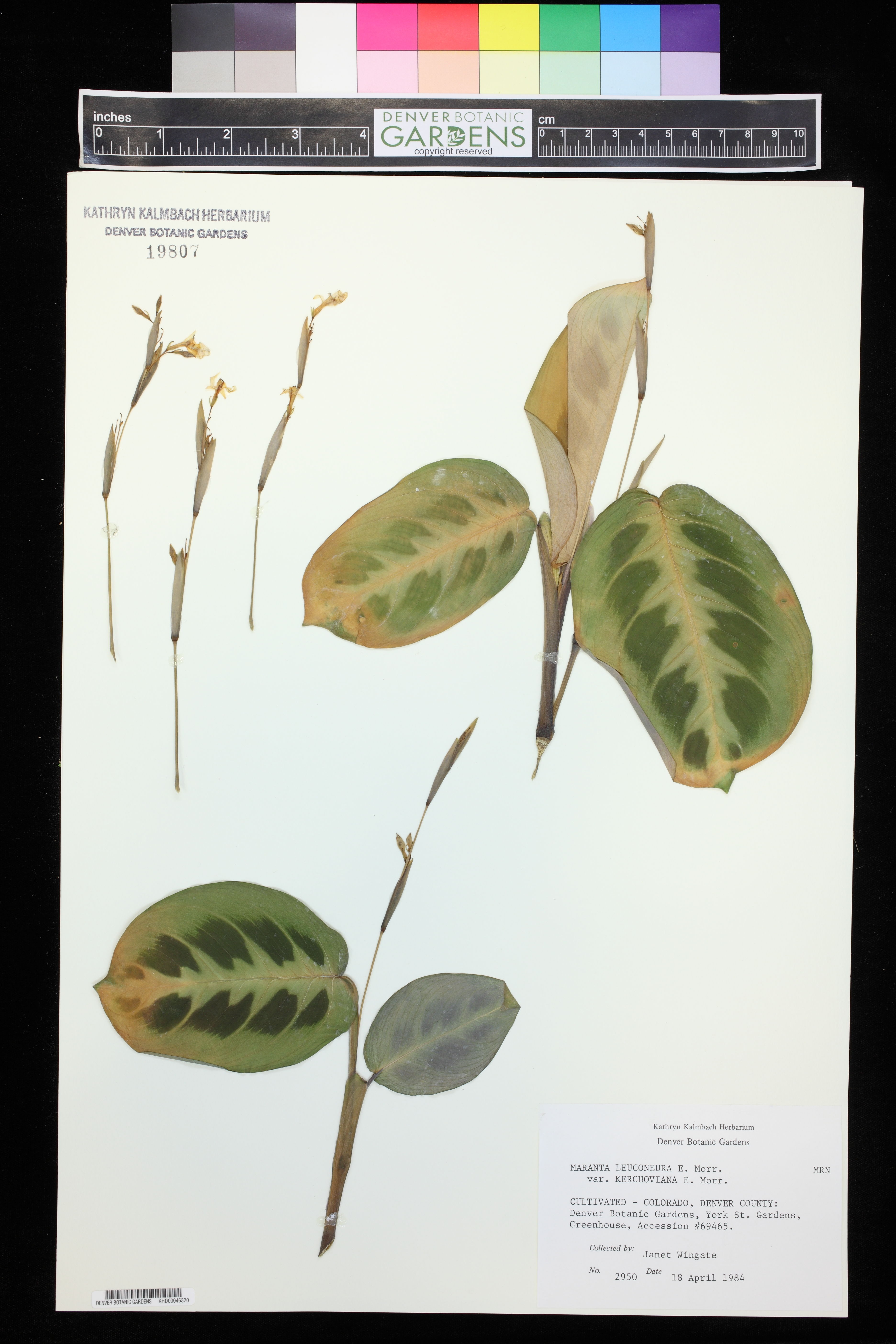 Maranta de Vaso Rasteira