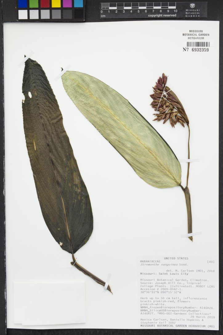 Maranta de Sol