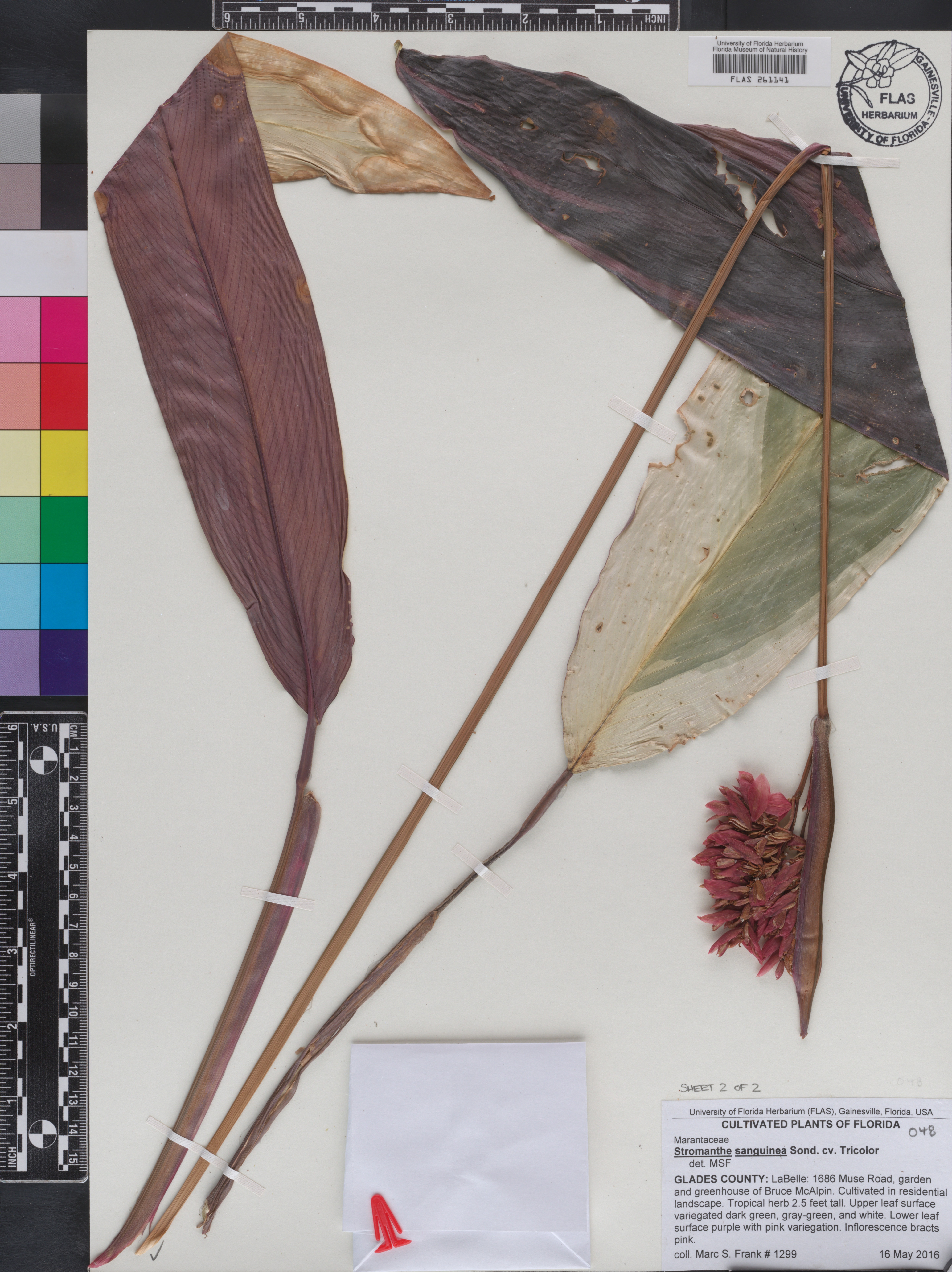 Maranta de Sol