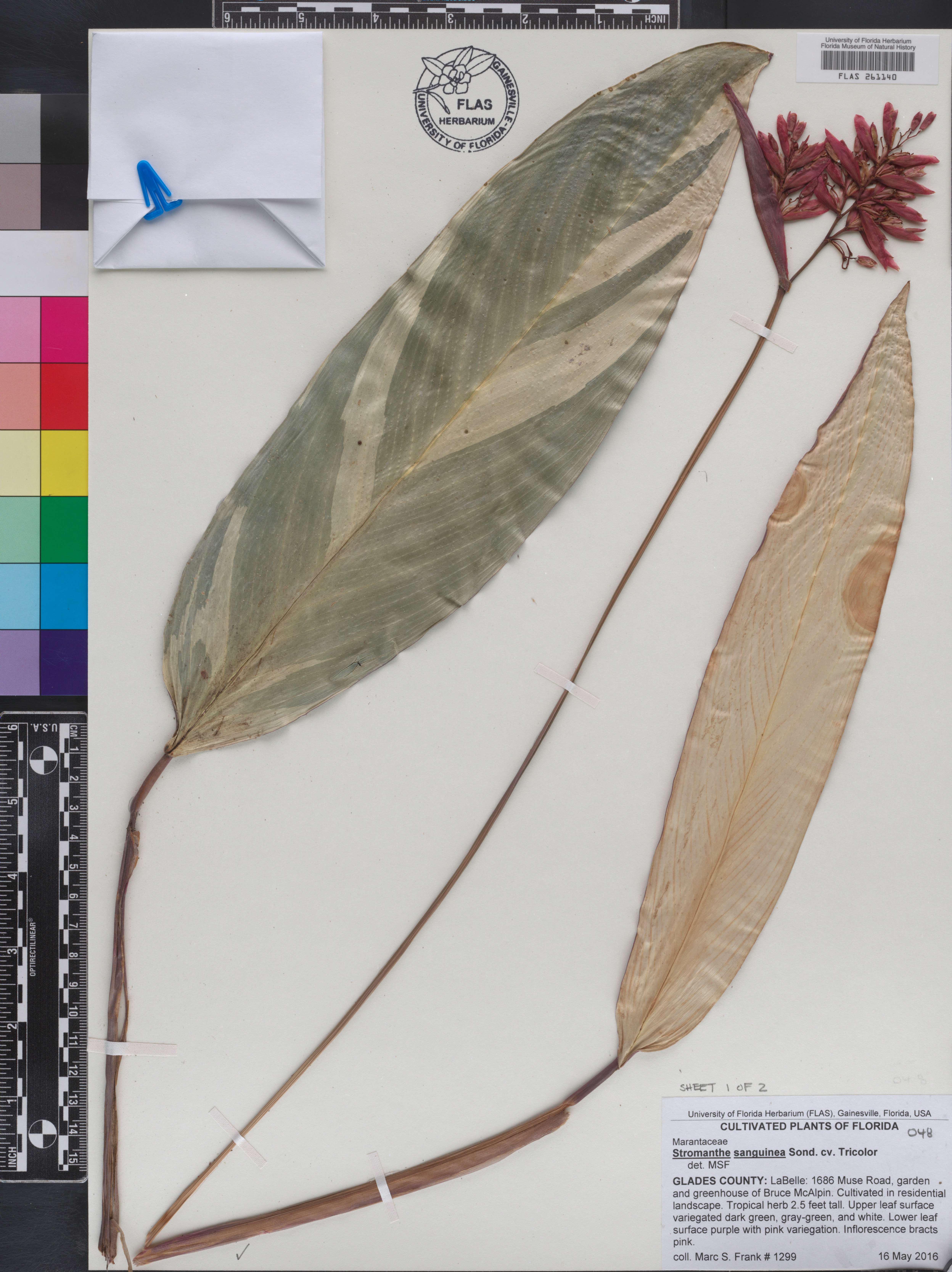 Maranta de Sol
