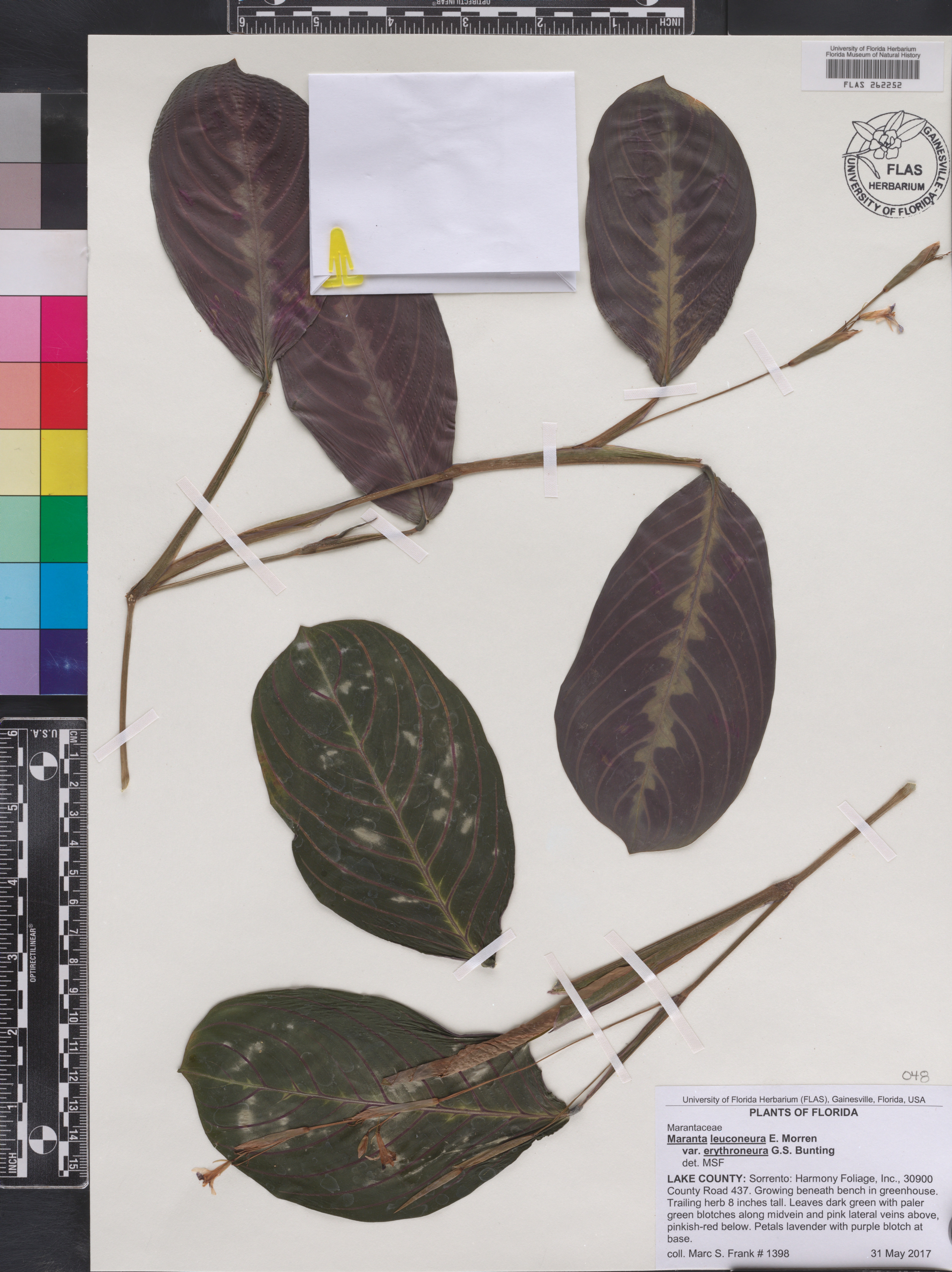 Maranta Sapo