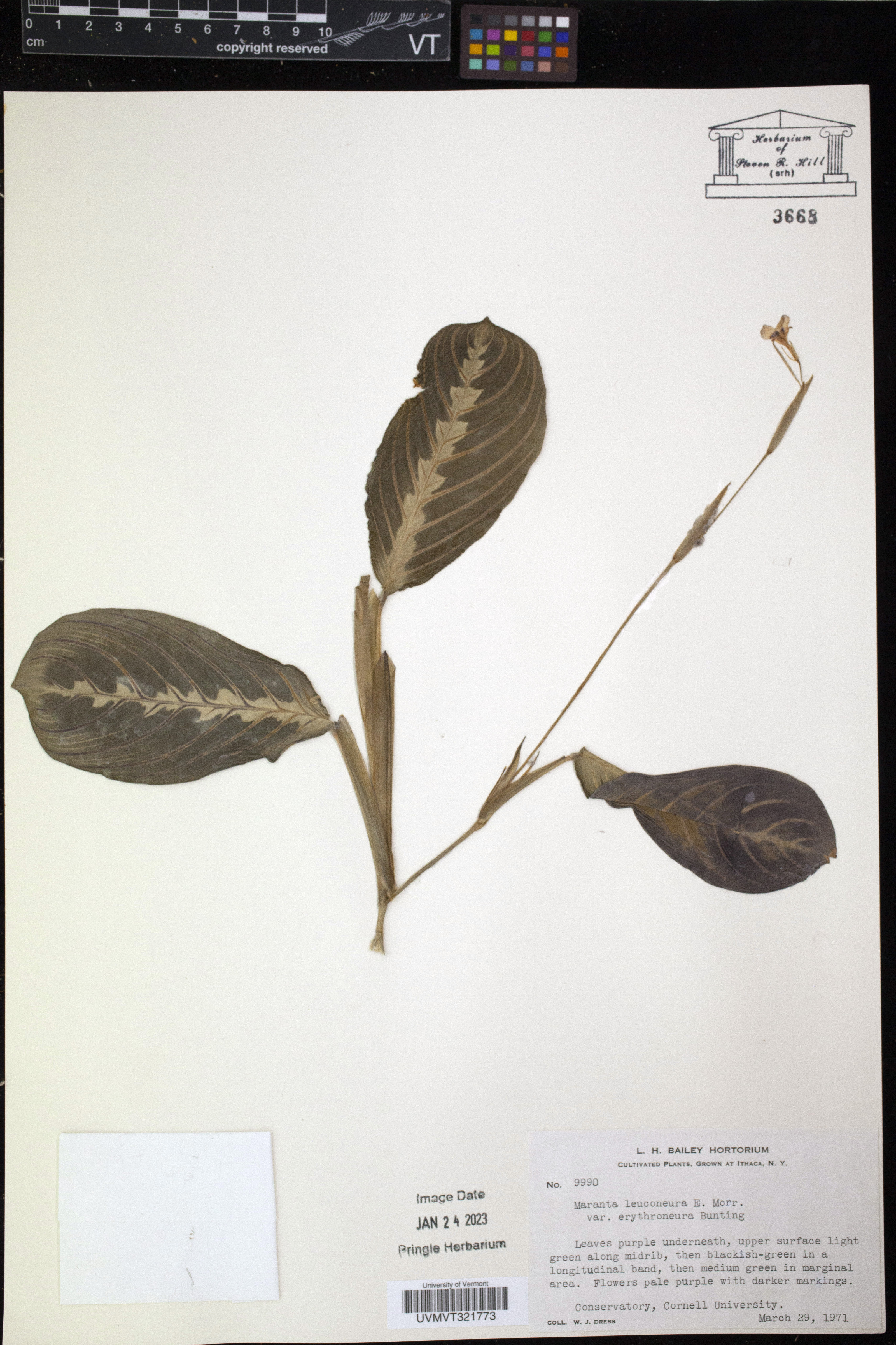 Maranta Sapo