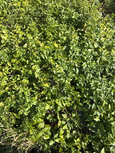 Vinca Pendente Variegada