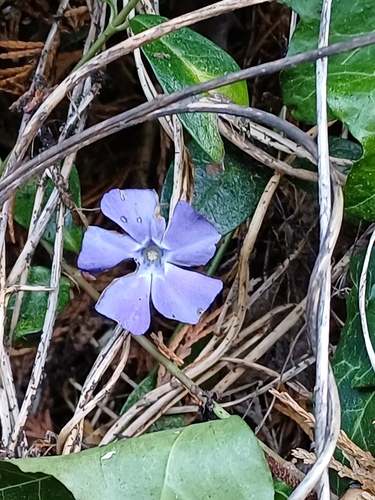 Vinca Pendente Variegada