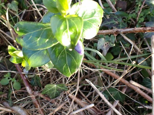 Vinca Maior Verde