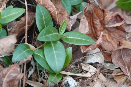 Vinca de Ouro / Illumination