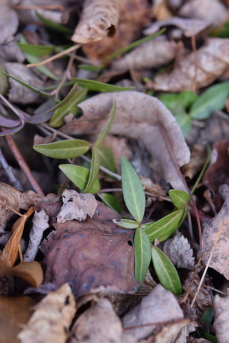 Vinca de Ouro / Illumination