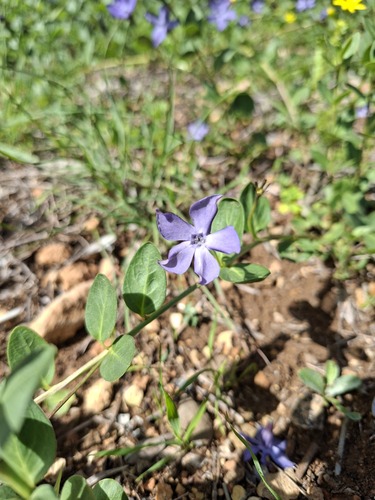 Vinca da Ilha de Creta