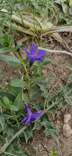 Vinca da Ilha de Creta