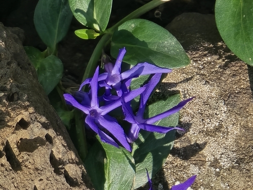 Vinca da Ilha de Creta