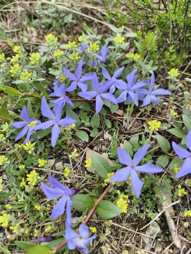 Vinca da Ilha de Creta