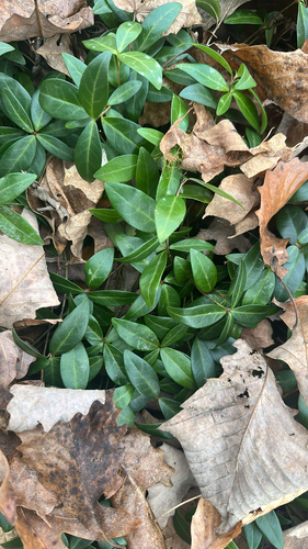 Vinca Prateada / Ralph Shugert