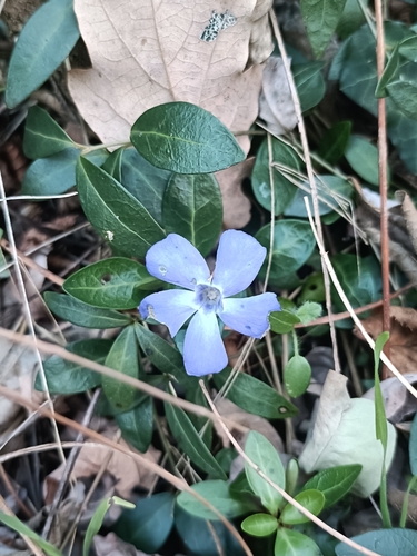 Vinca Prateada / Ralph Shugert