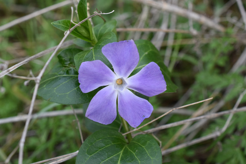 Vinca Maior Maculata