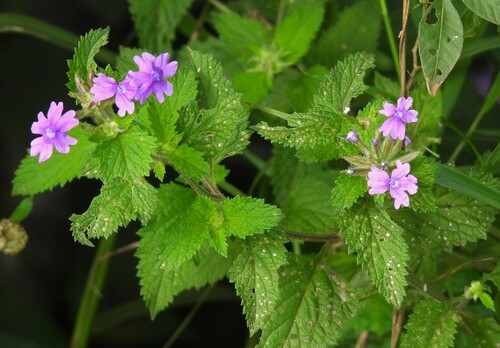 Verbena Rasteira Vermelha