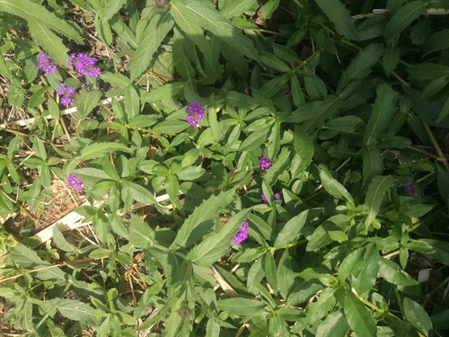 Verbena do Cerrado