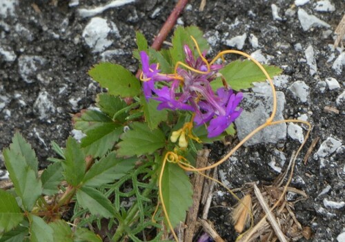 Verbena de Jardim Bicolor