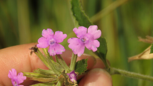 Verbena Rasteira Coral