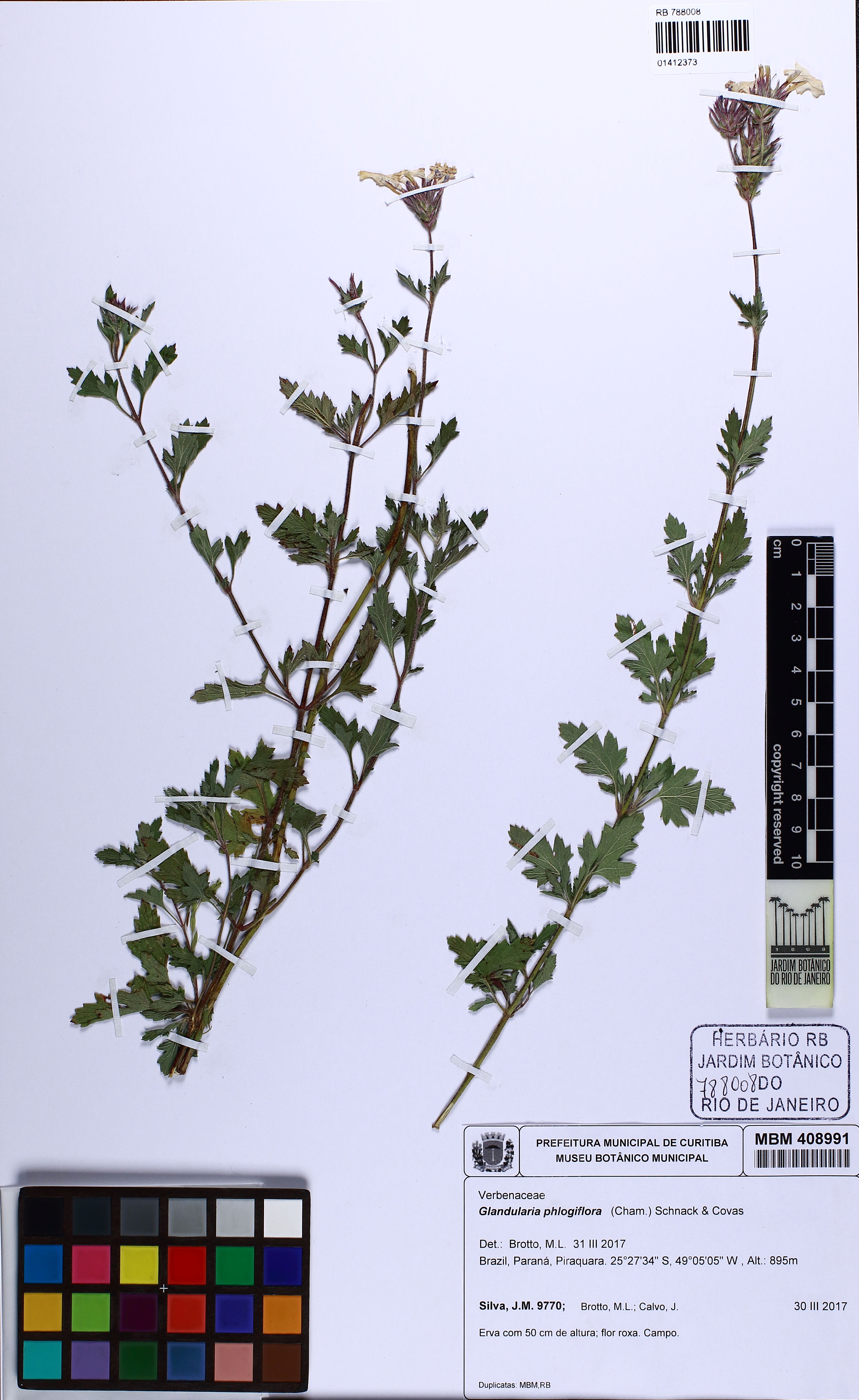 Verbena Rasteira Coral