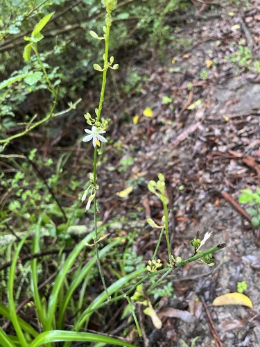 Clorofito Variegado / Gravatinha