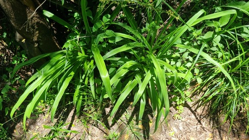Clorofito de Sol