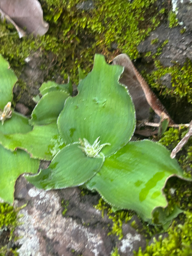 Clorofito de Sol
