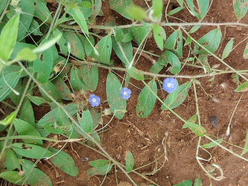 Azulzinha de Canteiro