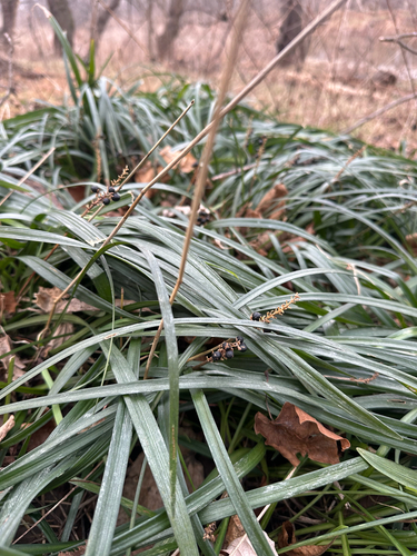 Liriope Verde