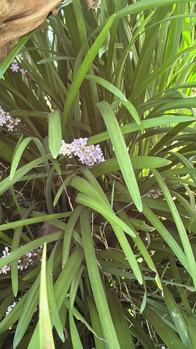 Liriope Variegado
