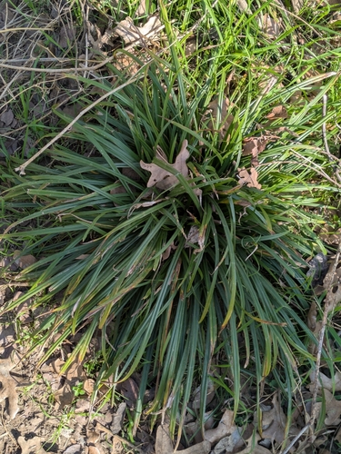 Liriope Variegado