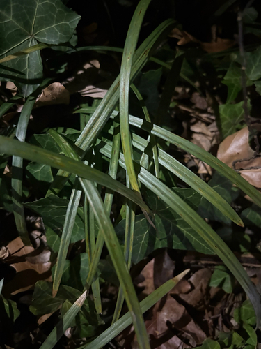 Liriope Variegado