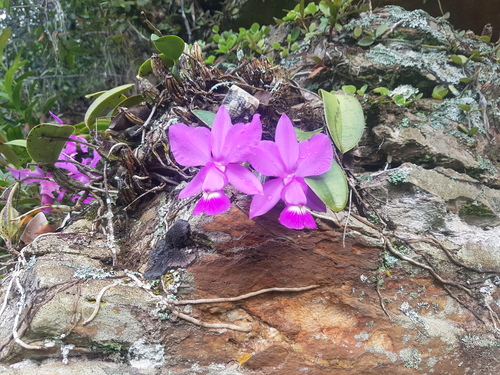 Cattleya Walkeriana (Rainha do Cerrado)