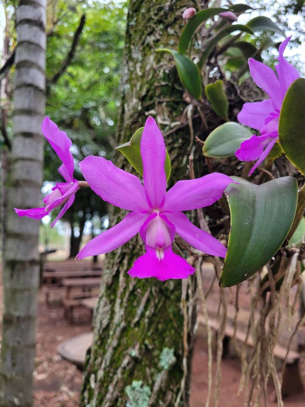 Cattleya Walkeriana (Rainha do Cerrado)