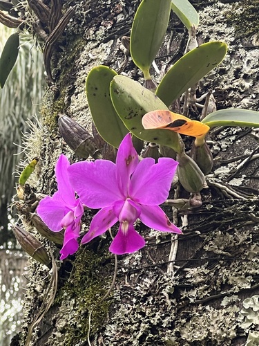 Cattleya Walkeriana (Rainha do Cerrado)
