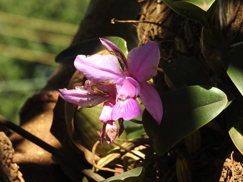 Cattleya Walkeriana (Rainha do Cerrado)