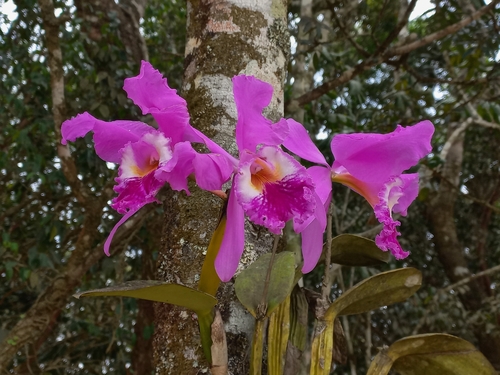 Cattleya Labiata (Rainha do Nordeste)