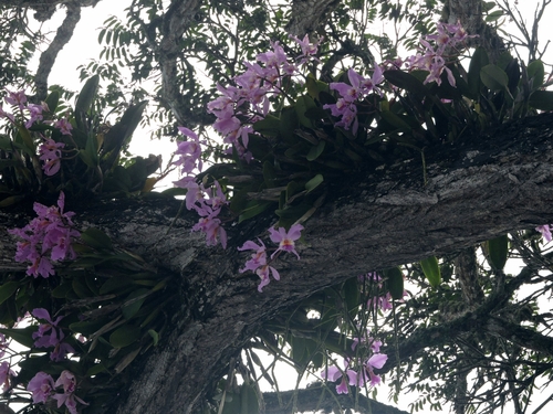 Cattleya Labiata (Rainha do Nordeste)