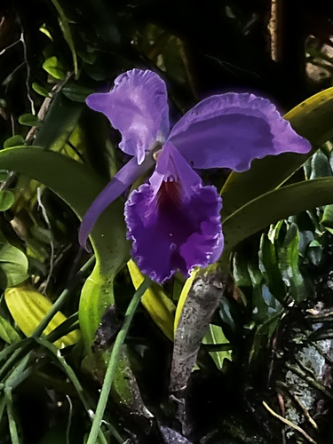 Cattleya Labiata (Rainha do Nordeste)