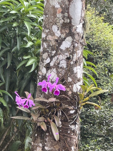 Cattleya Labiata (Rainha do Nordeste)