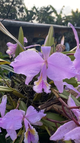 Cattleya Mossiae (Orquídea Venezuelana)