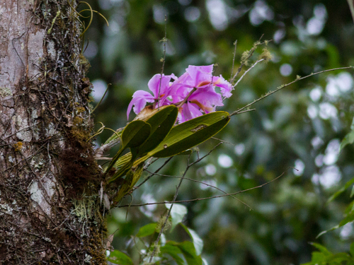 Cattleya Mossiae (Orquídea Venezuelana)