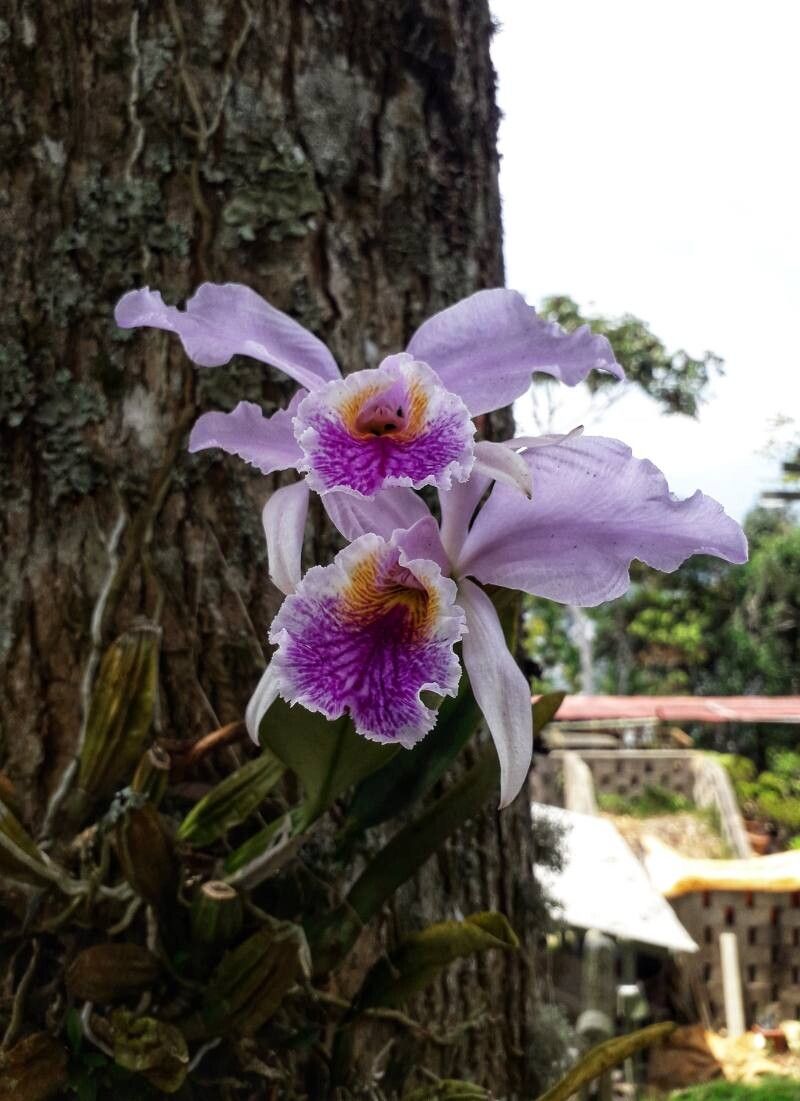 Cattleya Mossiae (Orquídea Venezuelana)