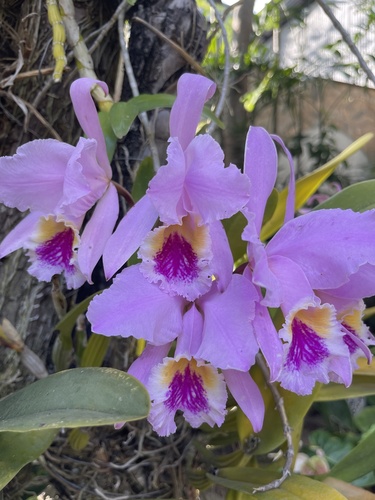 Cattleya Mossiae (Orquídea Venezuelana)