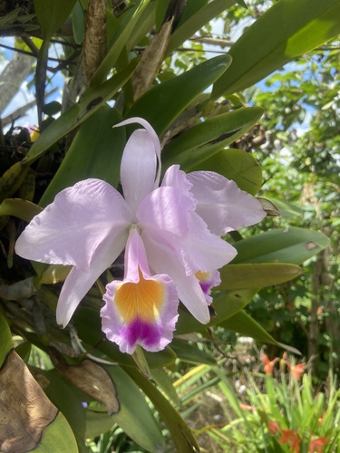 Cattleya Trianae (Flor da Colômbia)