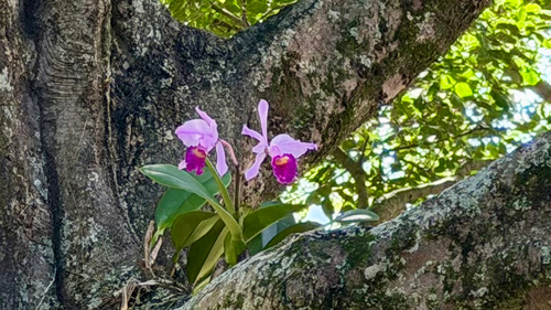 Cattleya Trianae (Flor da Colômbia)