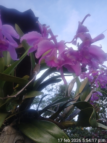 Cattleya Trianae (Flor da Colômbia)