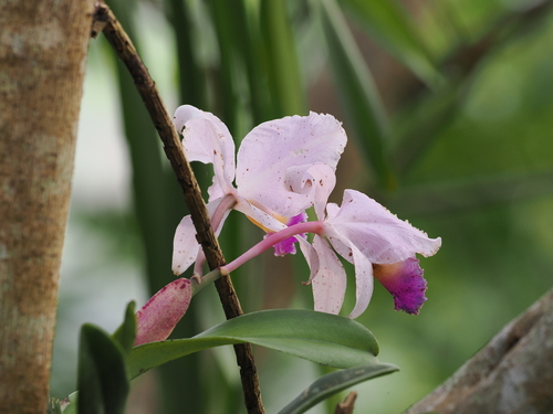 Cattleya Trianae (Flor da Colômbia)