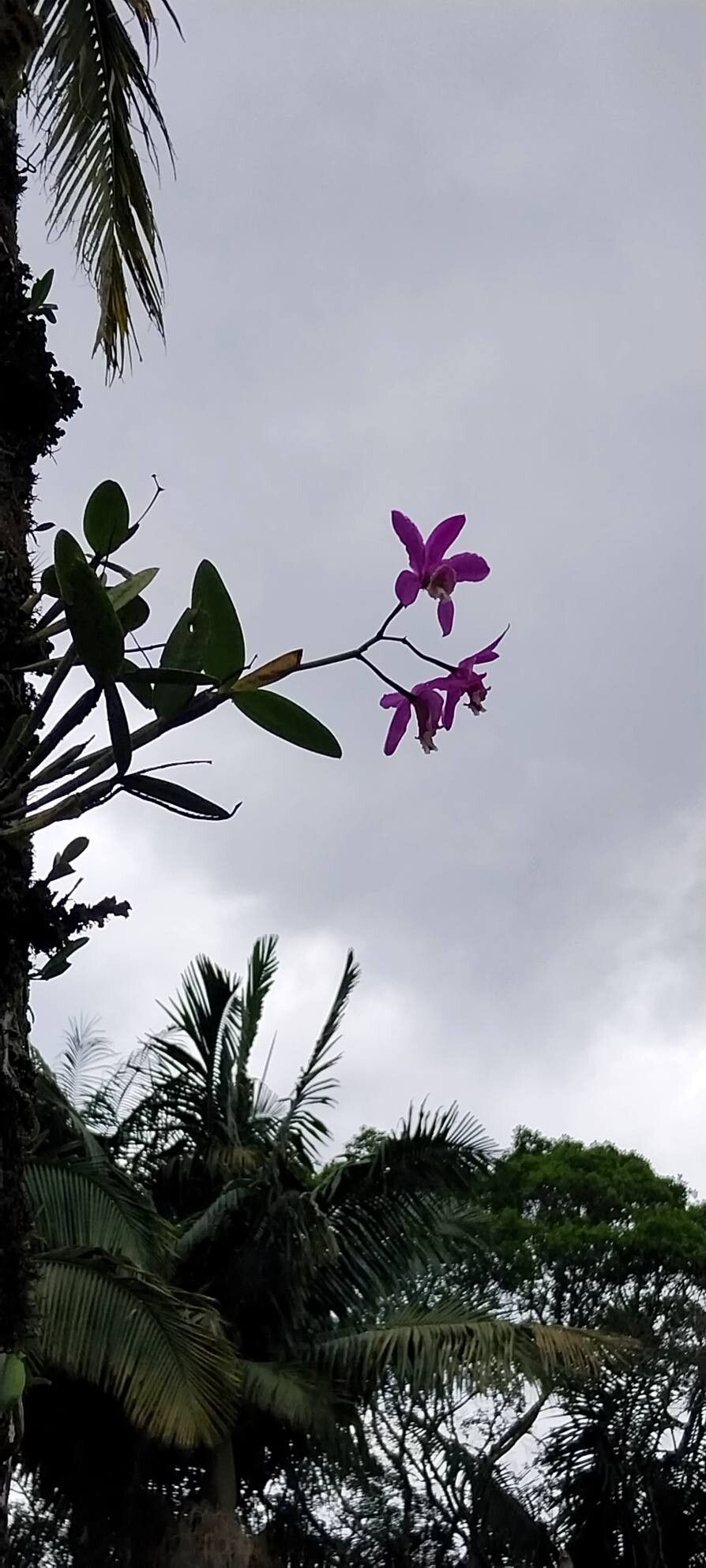 Cattleya Loddigesii