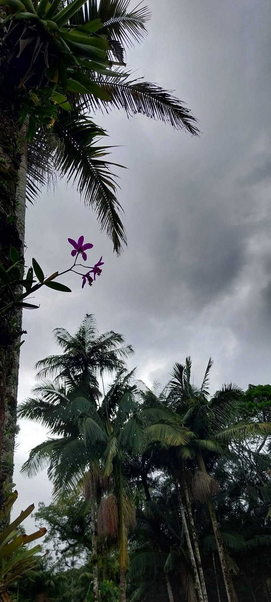 Cattleya Loddigesii