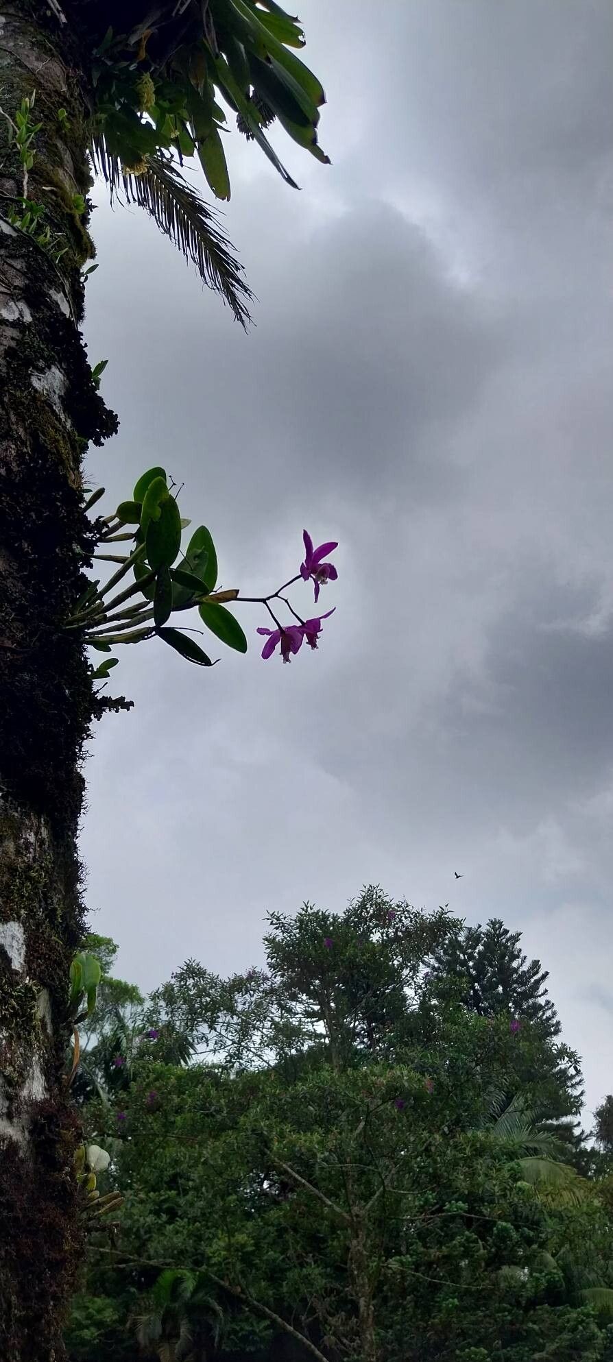 Cattleya Loddigesii